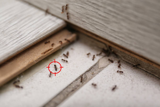 Best Flea Control Services  in Slippery Rock, PA